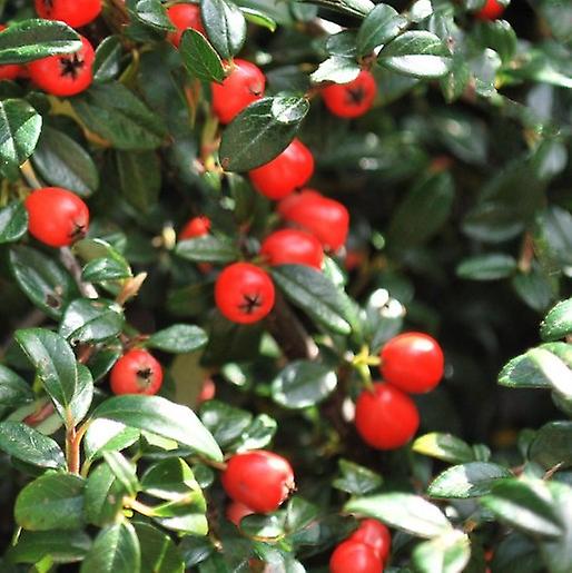 Cotoneaster Korallenschönheit. Immergrün.