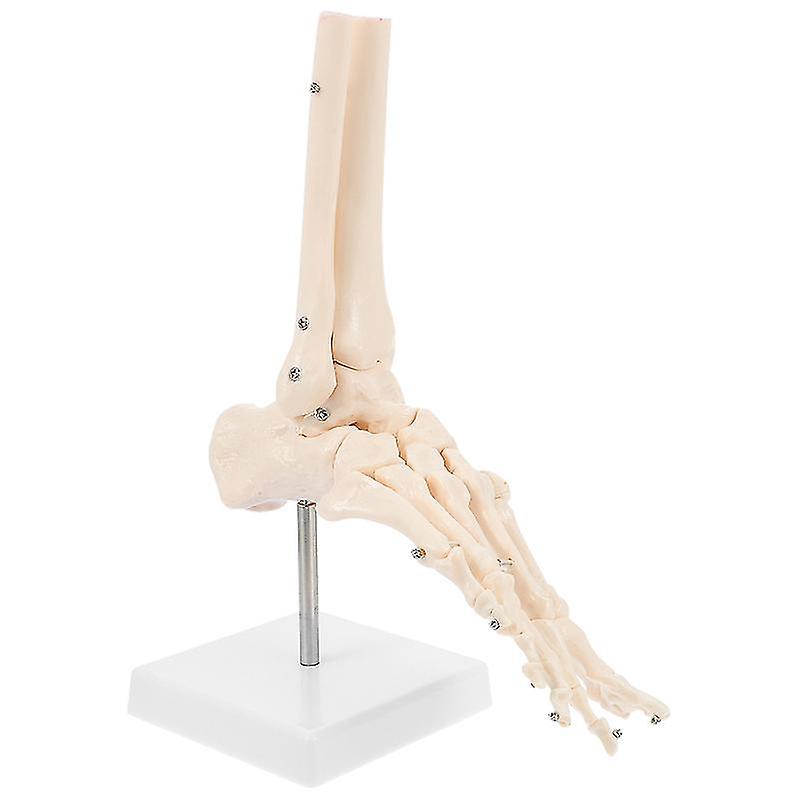 1pcs Foot Joint Model