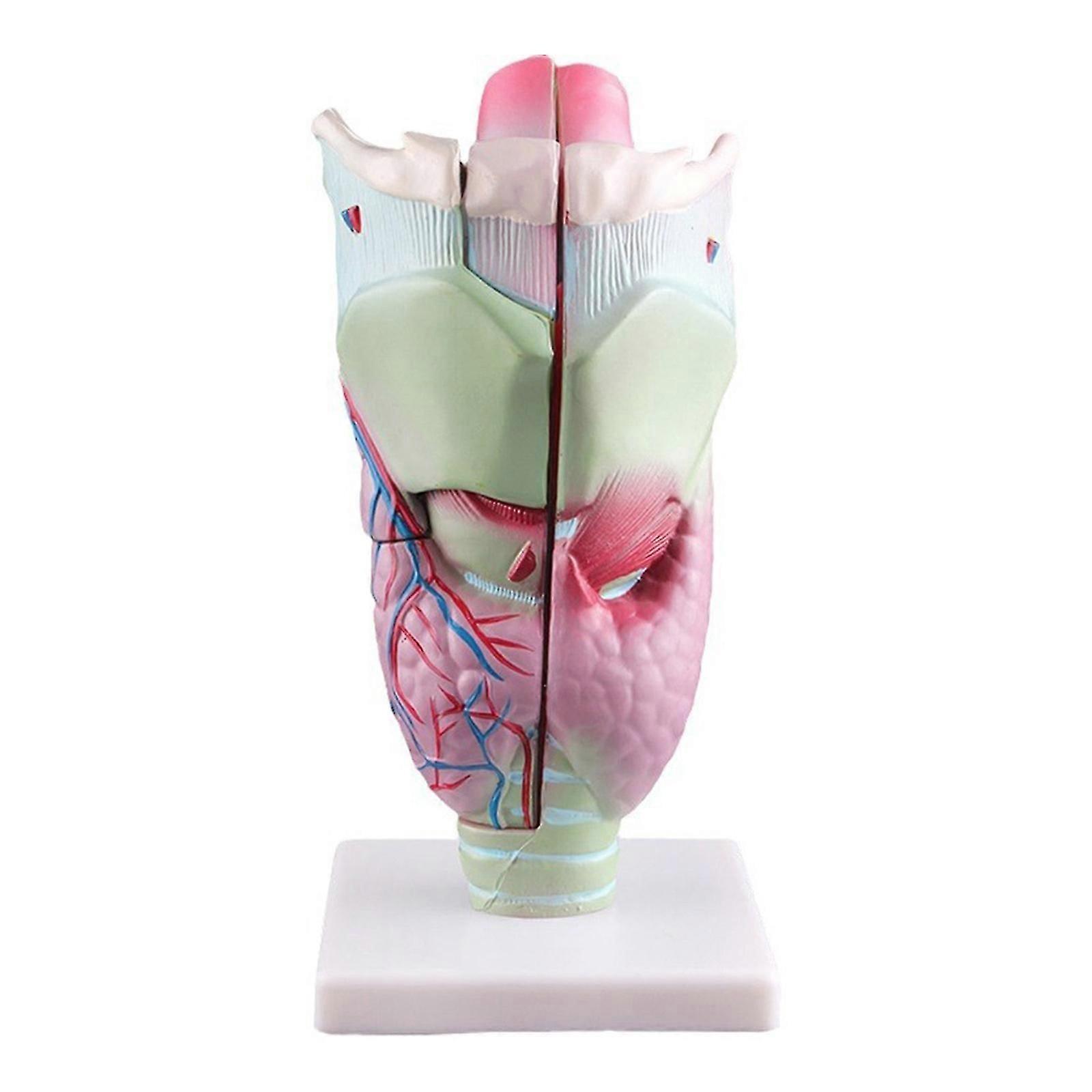 Human Larynx Model Human Organs Teaching Tool Human Larynx Anatomy Model Enlarged Anatomic
