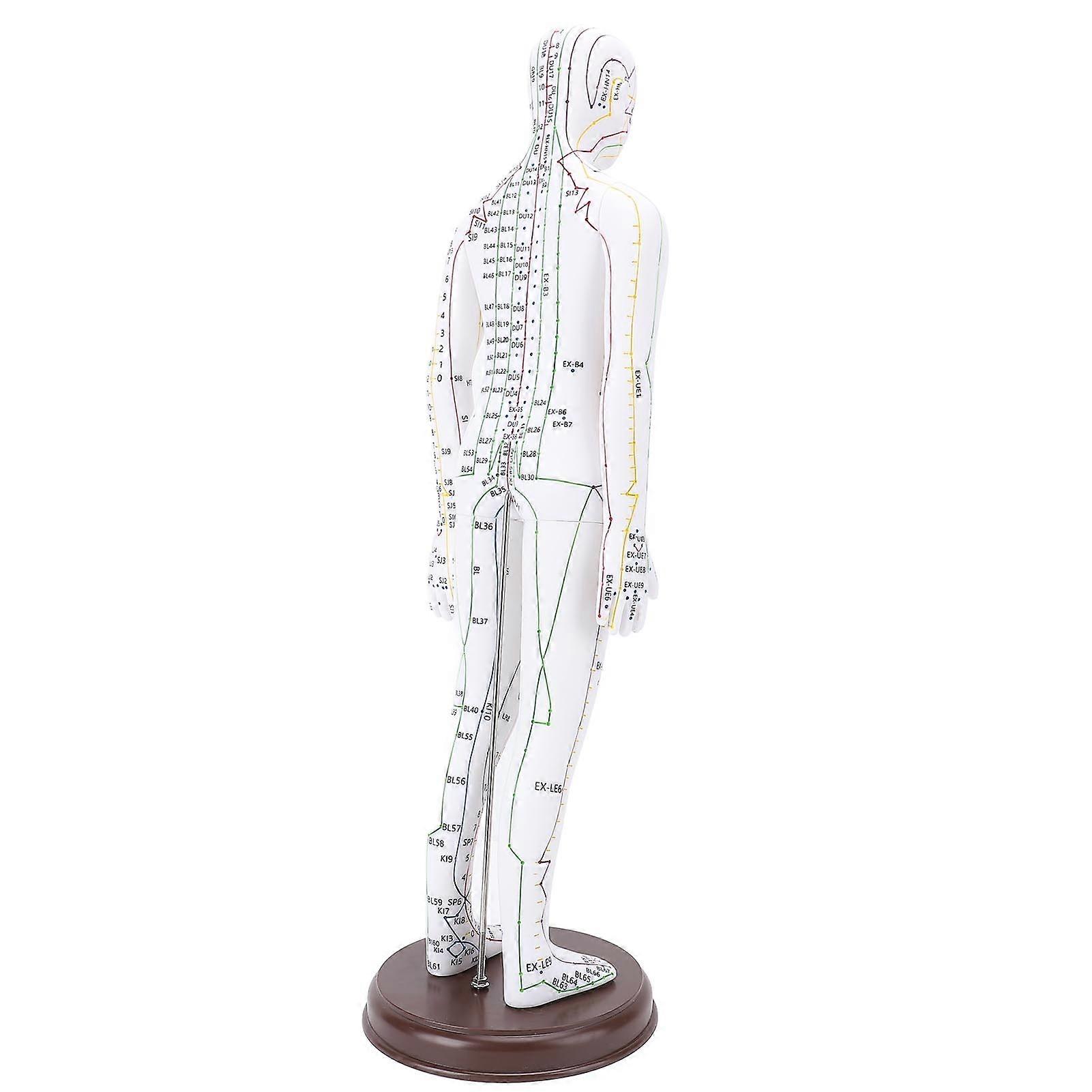 52cm Female Acupuncture Human Body Model with Base for Teaching