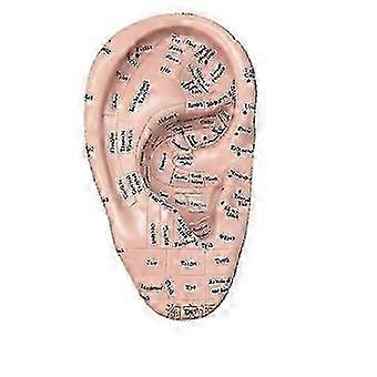 Ear Acupuncture Model, Professional Reflexology Acupoint Learning Display for Laboratory & Teaching
