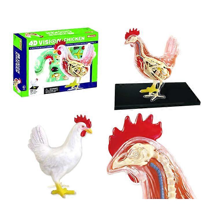 Chicken Anatomy Model with Detachable Organs Body Part Realistic Anatomical Chicken Model Kid Early Teaching Toy Multicolor