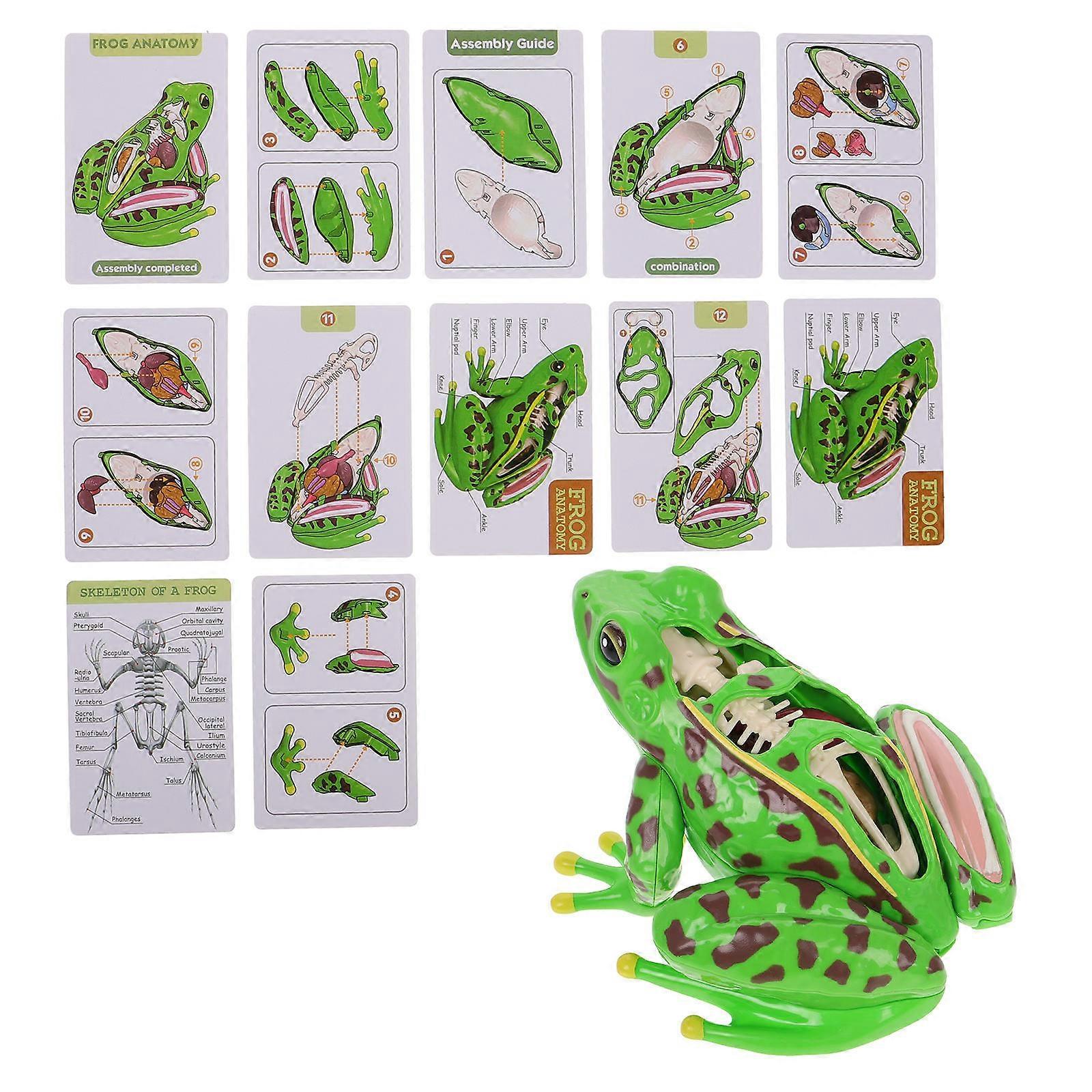 Frog Anatomy Model for Students Learning and Dissection Kit