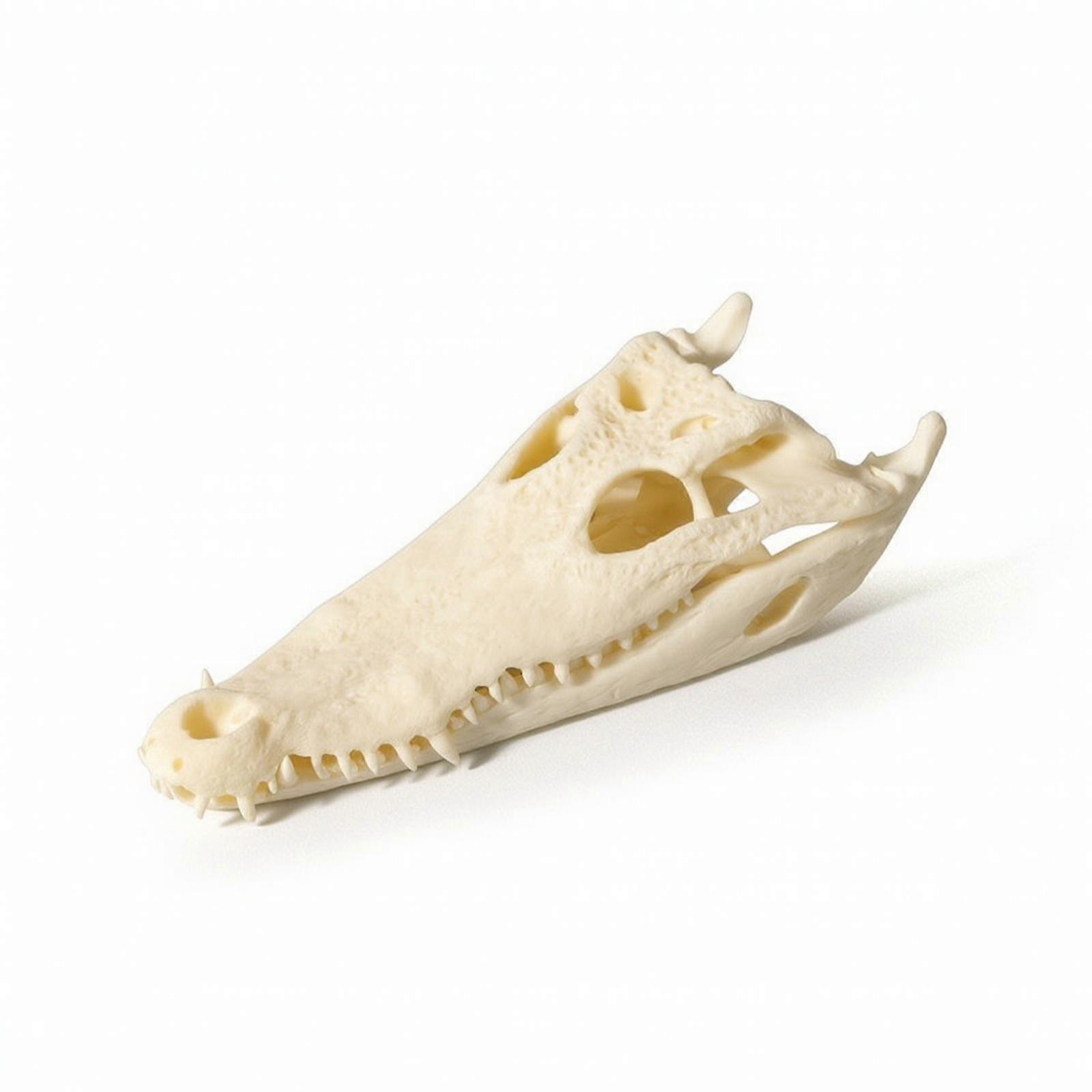 Skull Bone-Like Crocodilian Head Realistic for Study