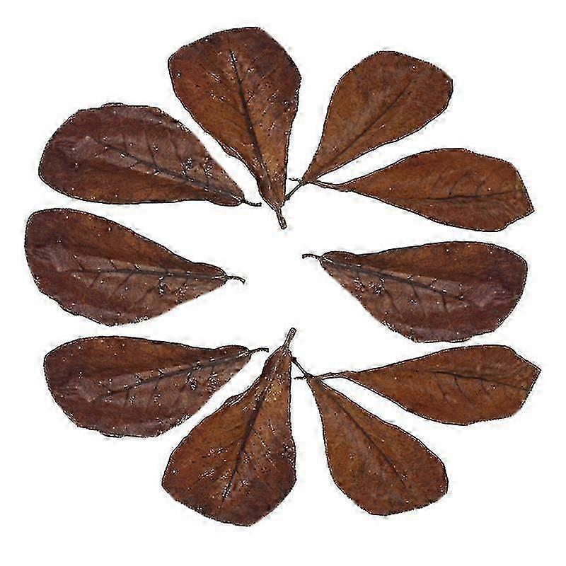10pcs fish tank decorations, Olive Leaves