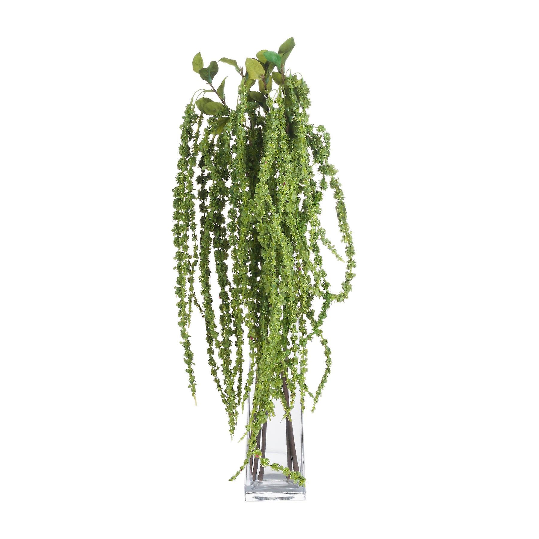 Grüner Amaranthus