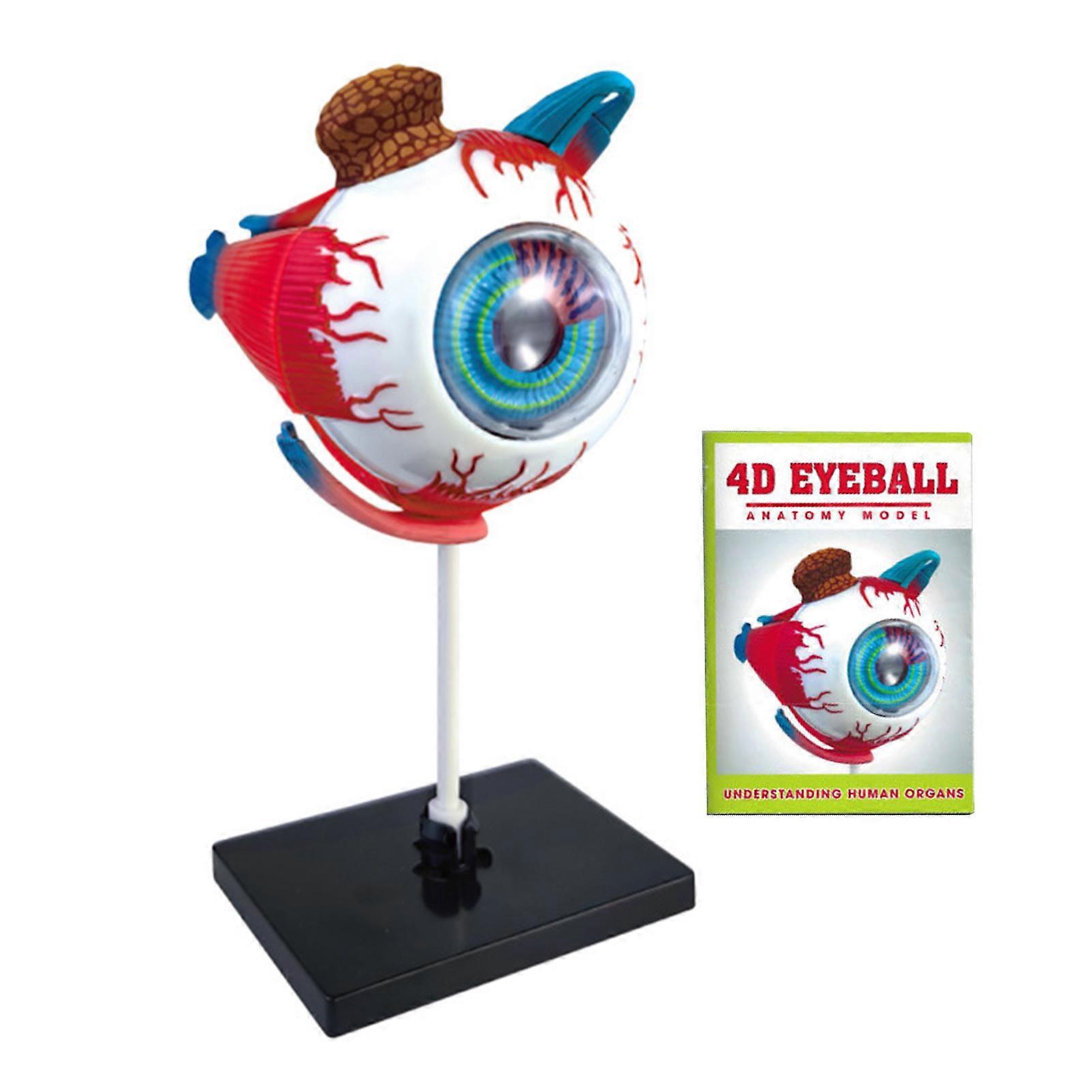 Human Eye Anatomical Model Detachable Accurate Eye Ball Display Model Ophthalmology Anatomy Teaching Aid Students Learning Educational STEM Toy