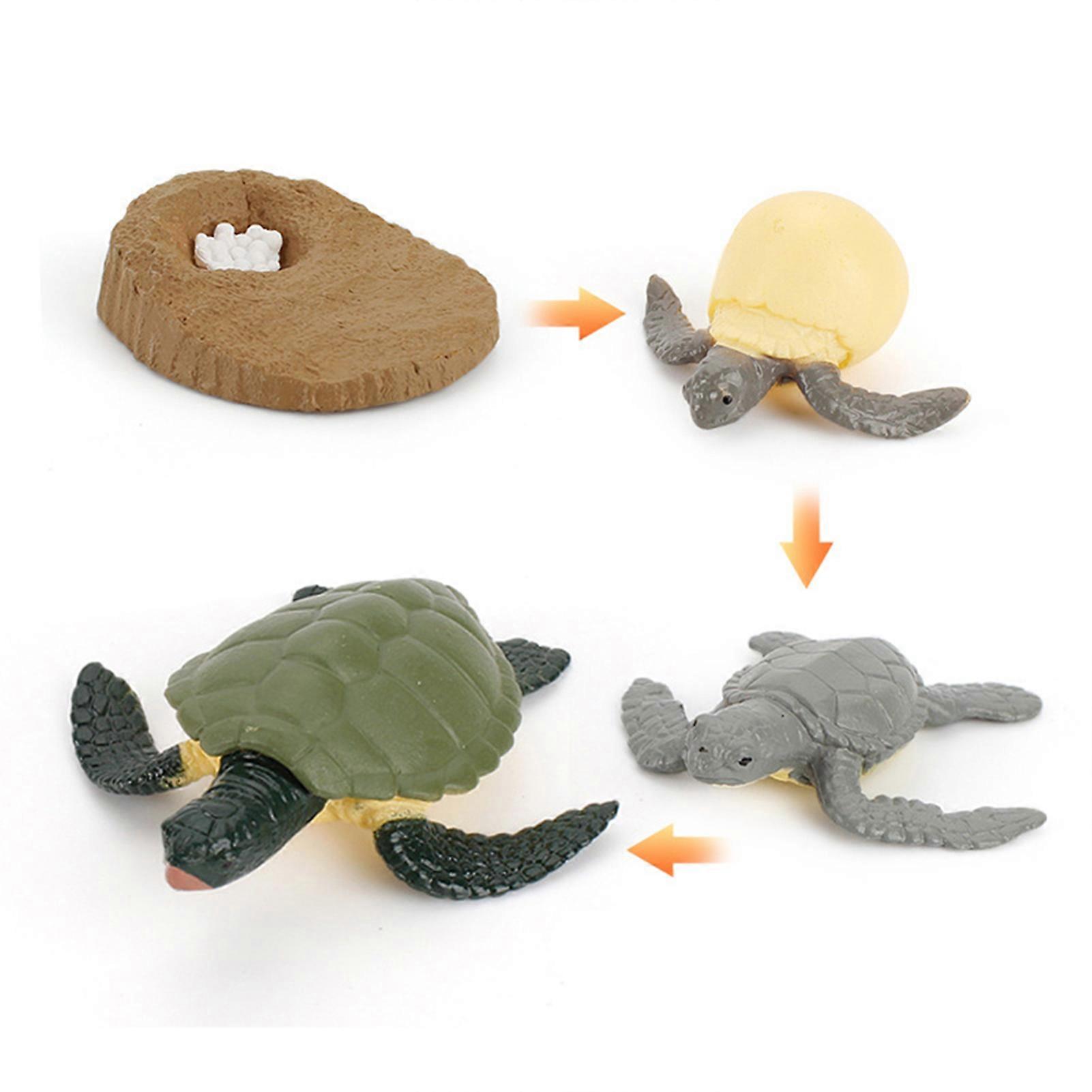 Simulation Animal Toys Solid Turtle Chick Frog Growth Teaching Aid Hand-Made