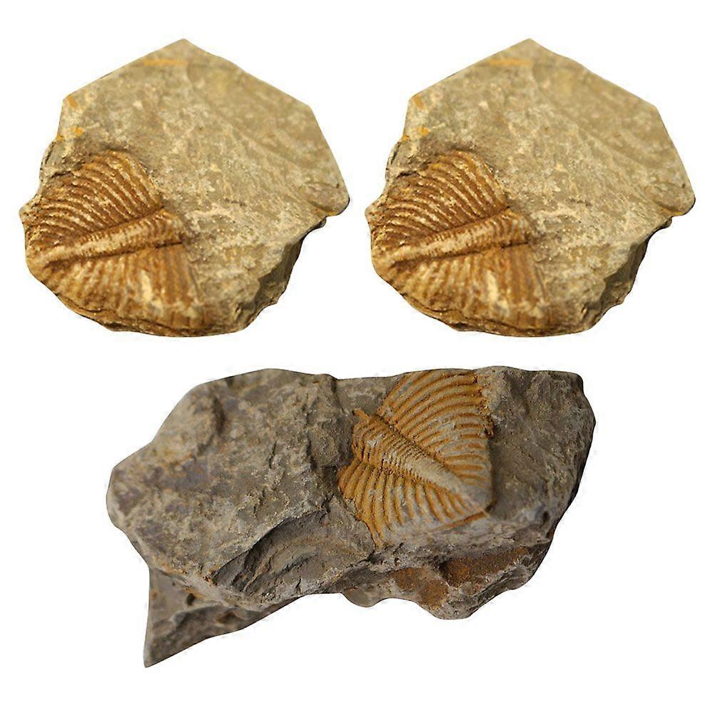 3pcs Trilobite Tail Fossil Rocks Kit Trilobite Tail Fossil Statue Sculpture Collectibles