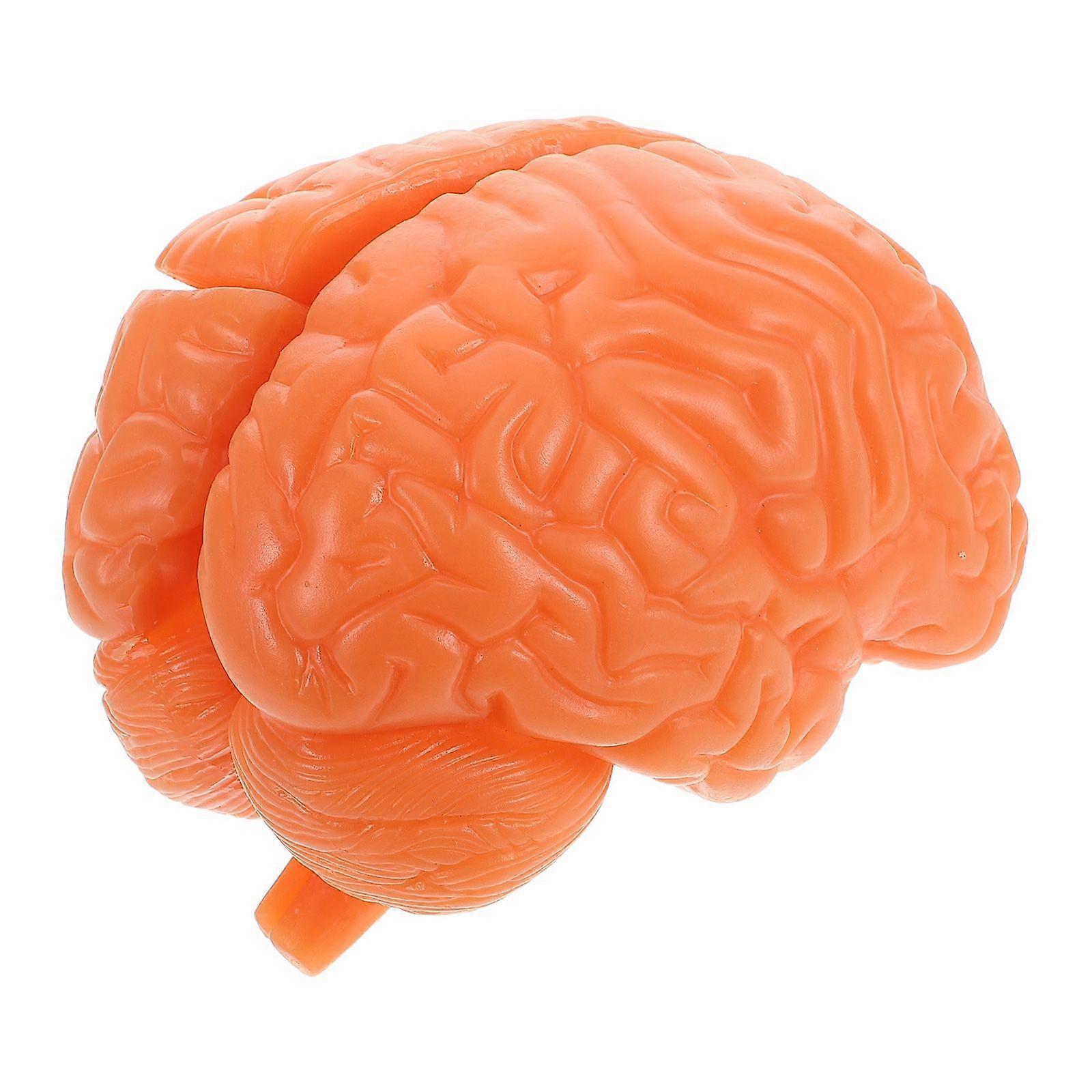 Human Brain Model: Anatomically Brain Model With Display Base For Science Education Classroom Study Display Teaching Medical Coffee