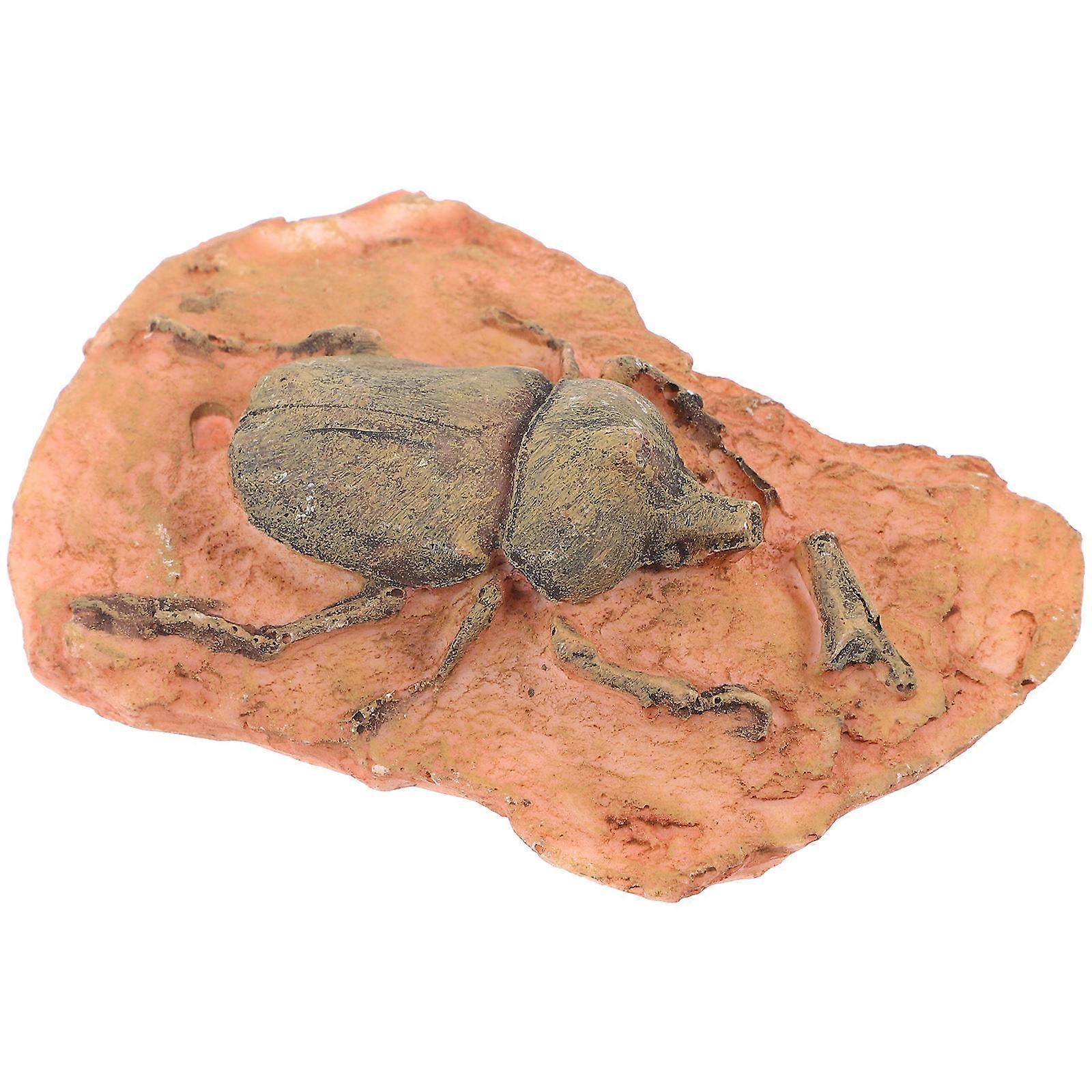 Paleontological Specimen for Teaching Decoration Light Brown
