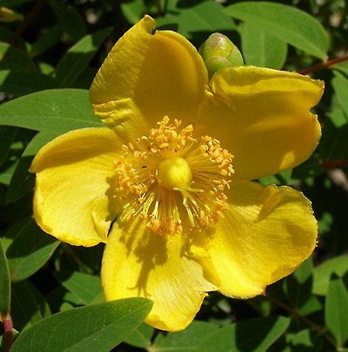 Hypericum Hidcote. Ruža Sharon.