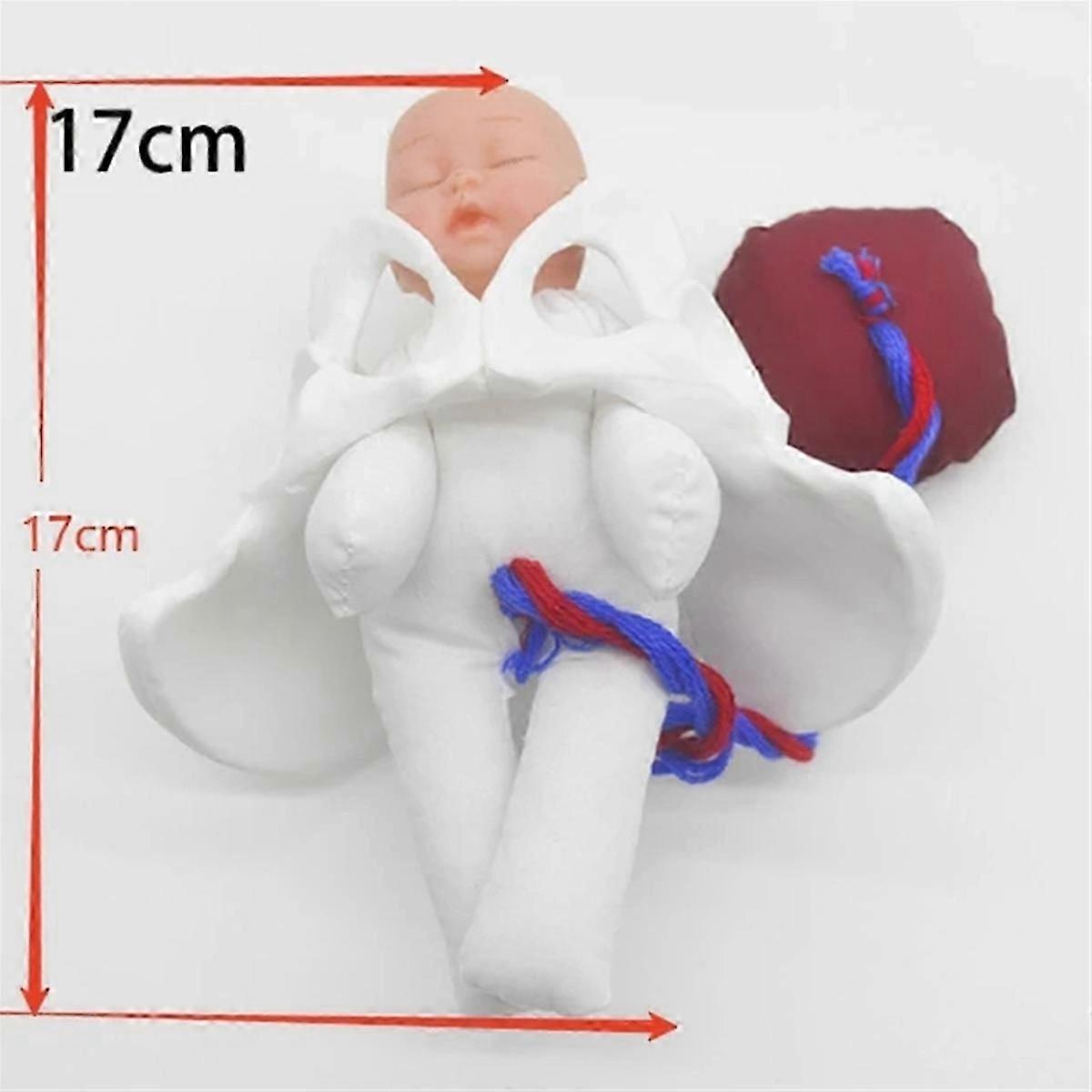Female Pelvis Model Childbirth Model for Science Education
