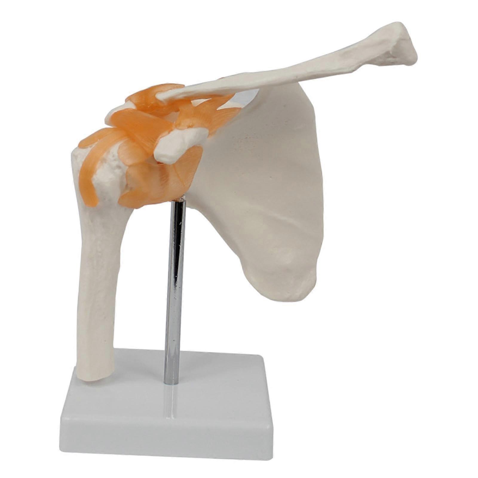 Shoulder Joint Model with Ligaments, Durable PVC Human Anatomy Model for Classroom and Lab Teaching