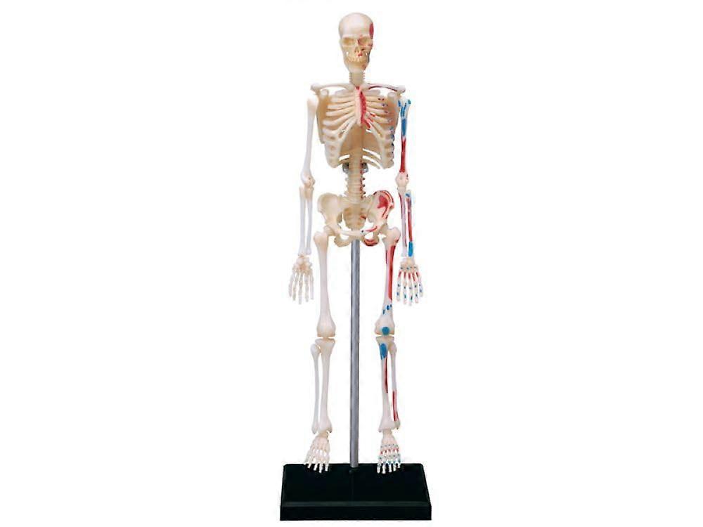 ® 3D Skeleton Model Detailed Movable Human Anatomy Model with Stand Medical Teaching Model for Students Doctors