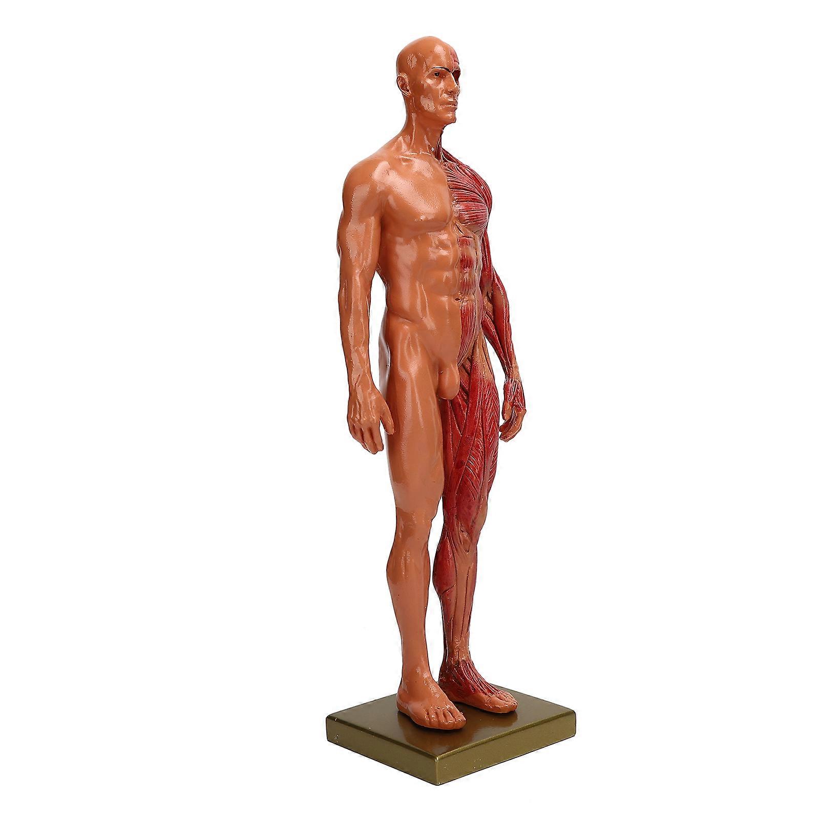 30cm Resin Male Musculoskeletal Structure Sculpture Body Model Anatomical Model