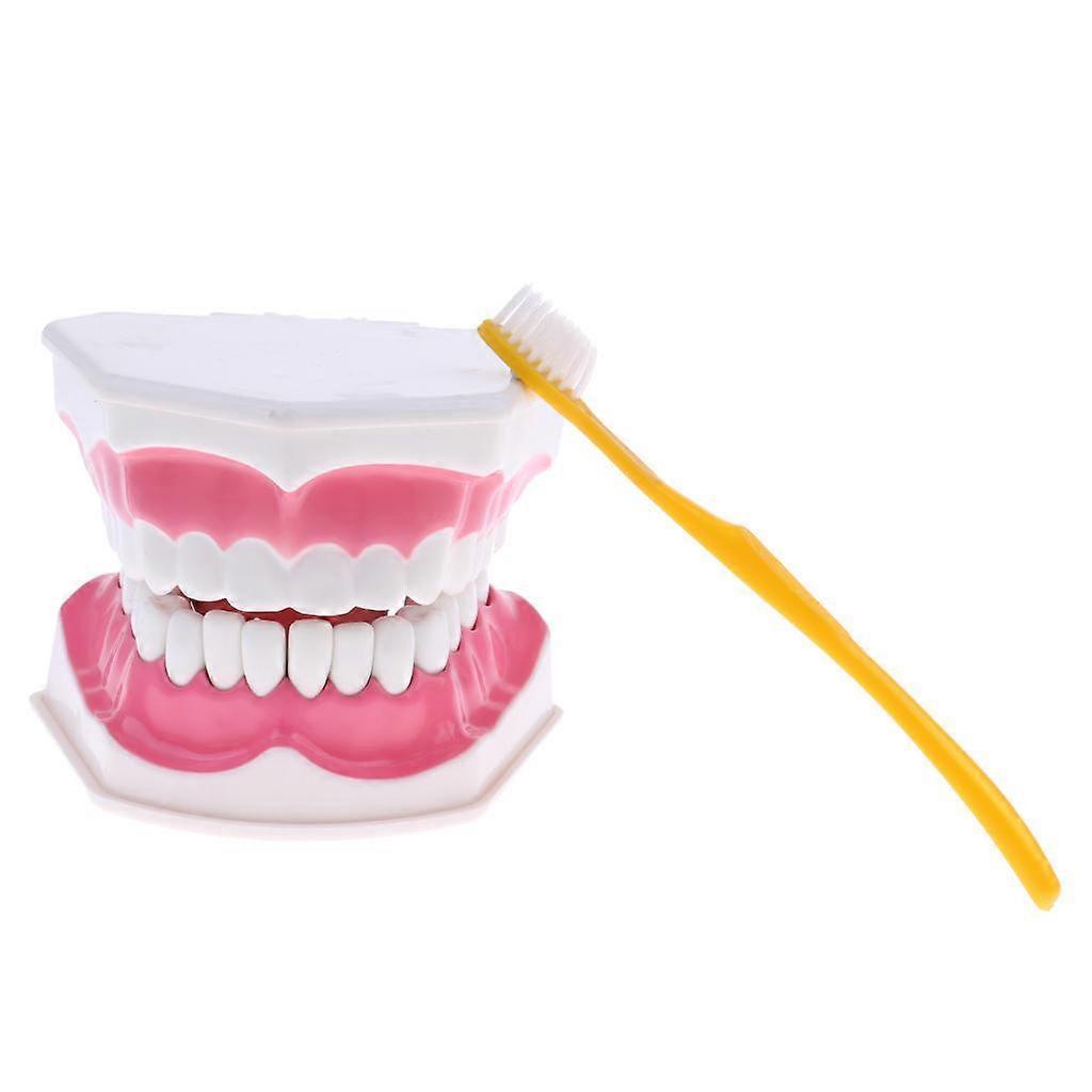 Dental Teeth Model w/ Removable Lower Teeth Learning Tool Magnification 2X B