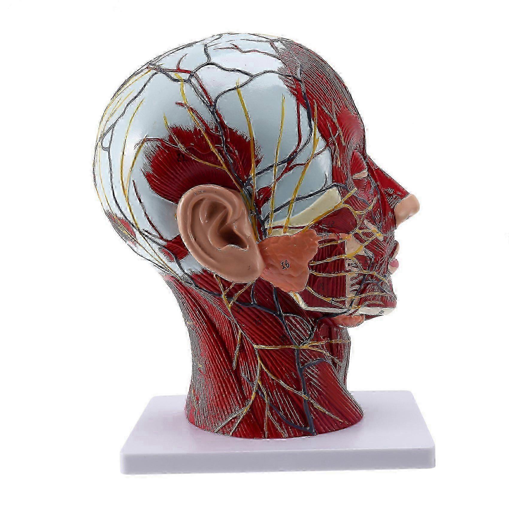 Human Anatomical Brain for Neuroscience Teaching with Labels 2 Times Life Size Anatomy Model for Learning Science
