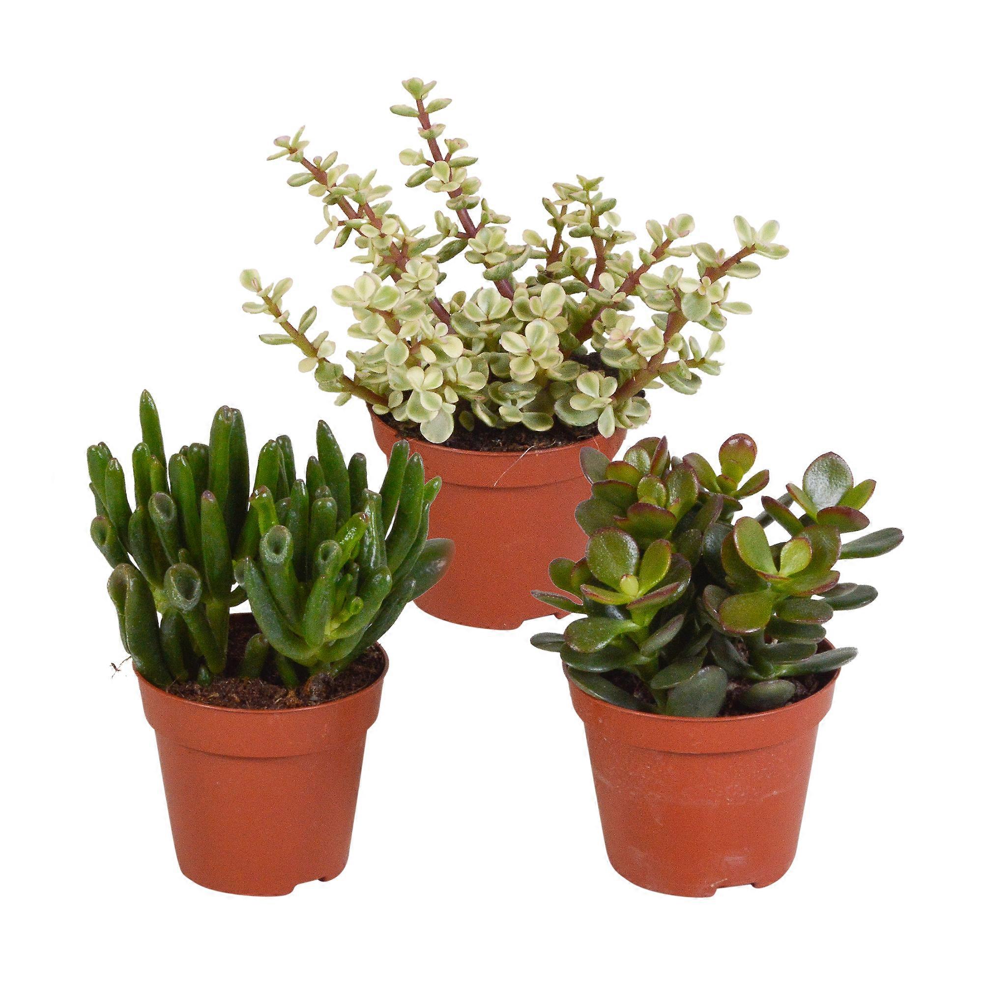 Crassula mix | 3 pieces - 18cm - Ø8.5cm