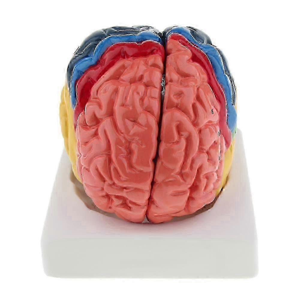 Human Brain Model Brain Function Zoning Brain Anatomy