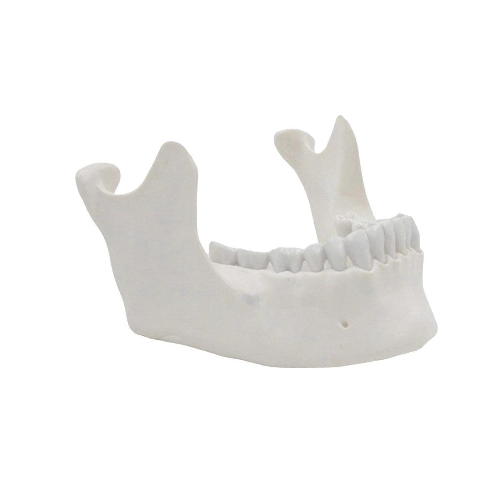 1:1 Lower Jaw Model Medicals Teaching Tool Mandible Anatomy Inferior Maxilla Anatomical Tool for School Teaching Multicolor