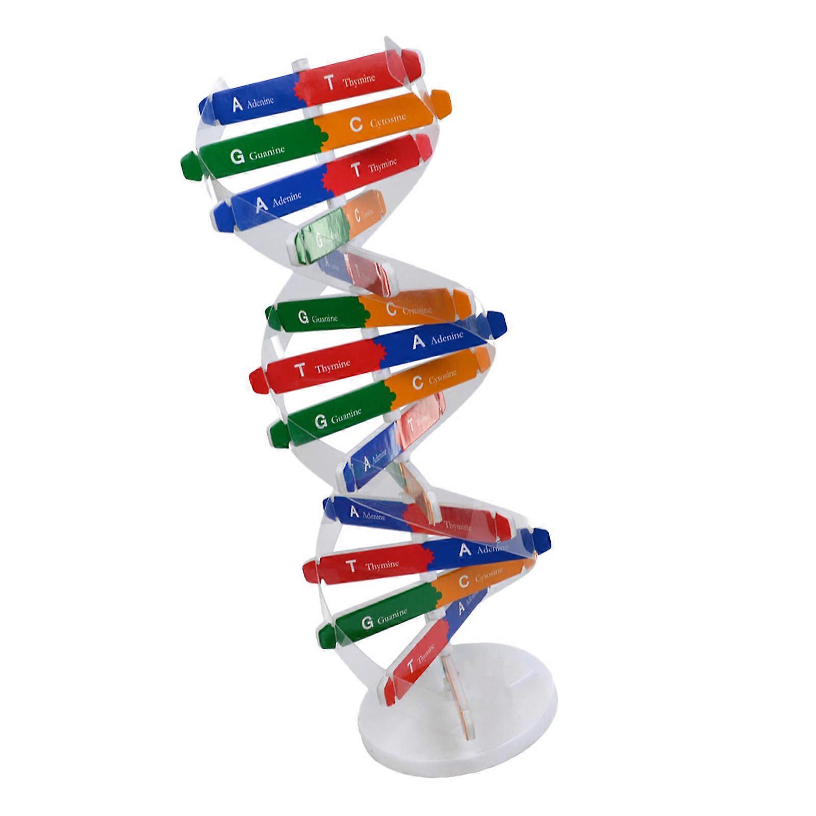 Children Assembly Toy Dna Model for Teaching Human Genes 2Sets