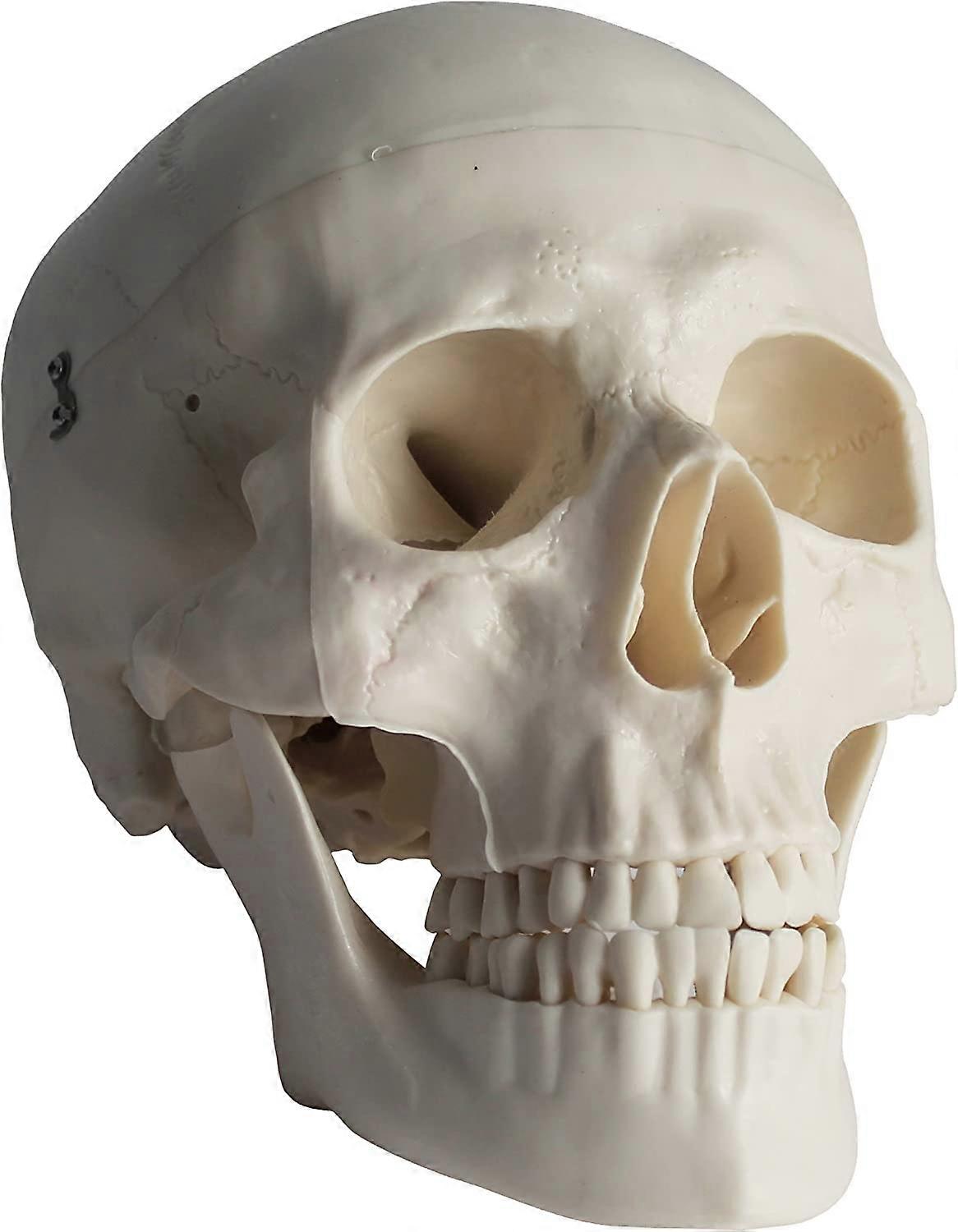 PHYSIQUE Anatomical Lifesize Human Skull Model with Removable Skull Cap and Articulated MandibleVisit the PHYSIQUE Store