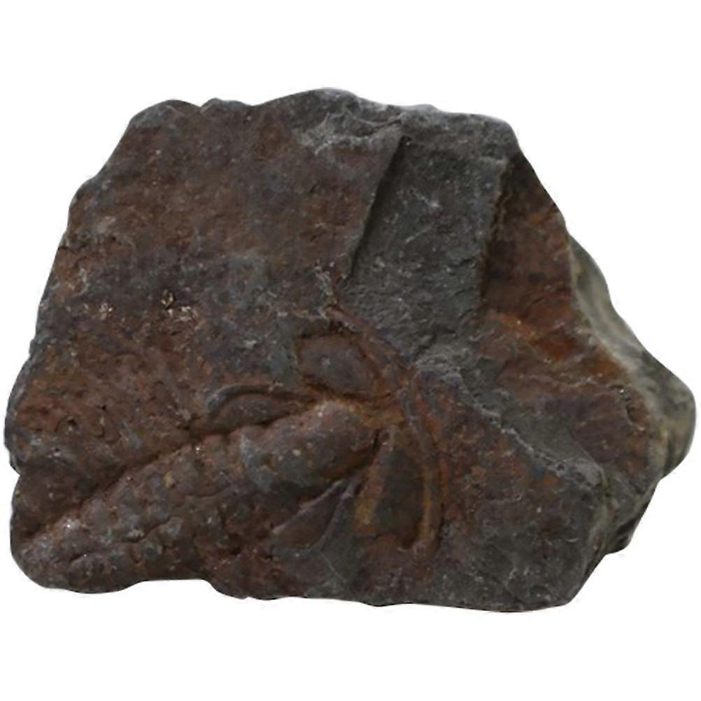 Paleontological Science Teaching Material Trilobite Sample For Classroom Use Dark Brown 1Pack