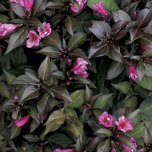 Weigela Menor Negro. Arbusto caducifolio compacto.