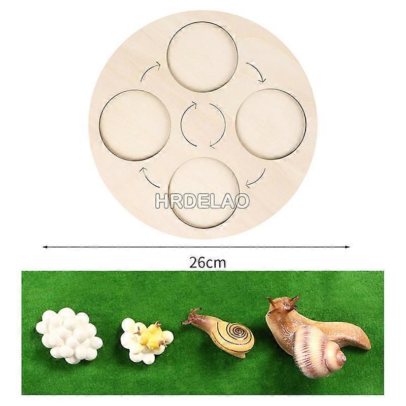 Simulation Animals Growth Cycle Board Butterfly Ladybug Chicken Figurine Model Action Figures Educational toys for children Gift