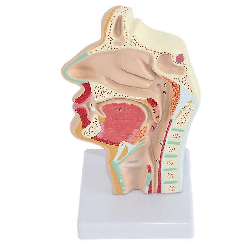 Nasal Cavity Throat Anatomy Model Human Anatomical Pharynx