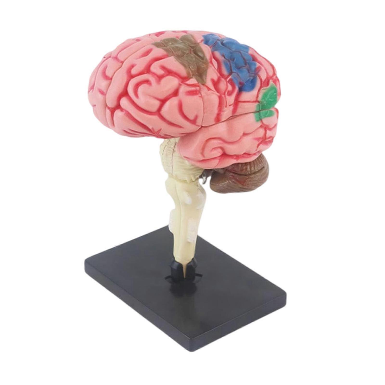 Anatomical Human Brain Model with Detachable Human Brain Organs Hands on Assembly Human Brain Anatomy Model for Labs