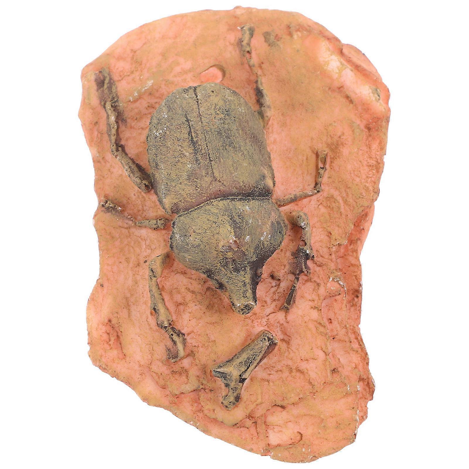 3Pcs Insect Specimen for Teaching Paleontological Ornament