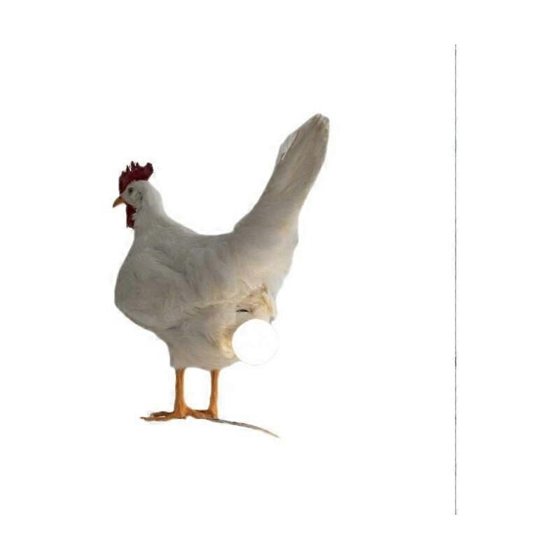 Chicken Desk Lamp Led Egg Lamp Night Light Taxidermy Egg Desk Lamp