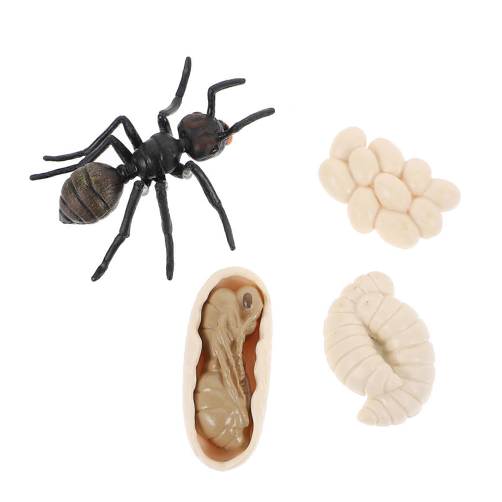 Ant Growth Cycle Models Plastic Ant Cognitive Educational Models Set