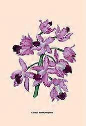 Orchid: Cattleya Amethystoglossa 20x30 poster