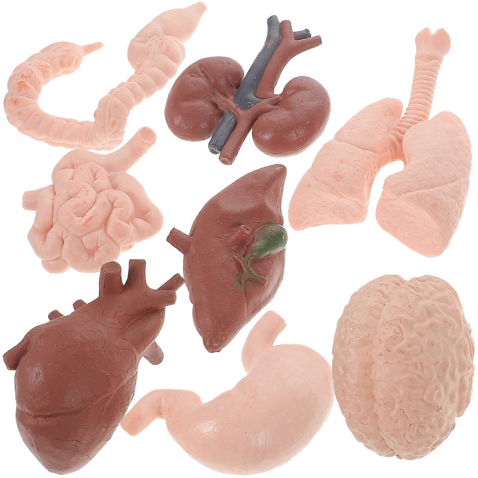 8Pcs Human Organ Model Anatomy Study Tools 3D Anatomy Model Prop Teaching Prop
