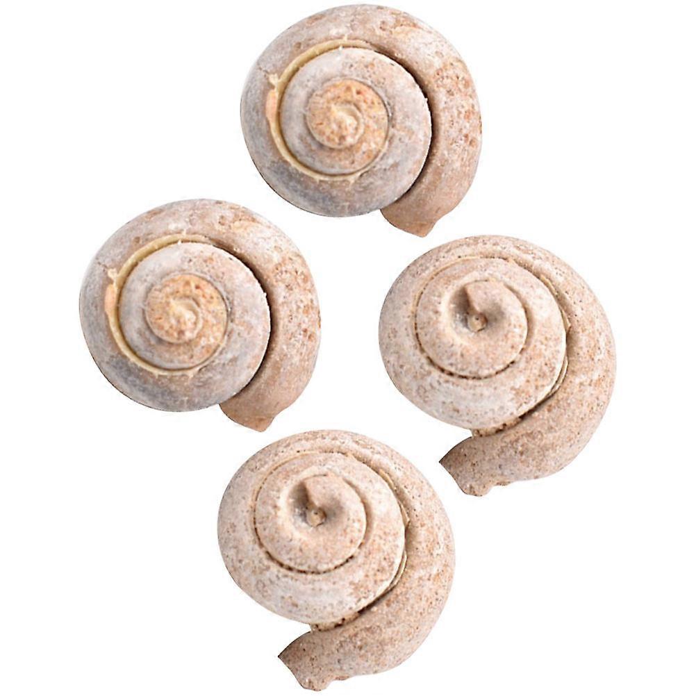Paleontology Snail Specimen for Decoration 4Pcs Science Models