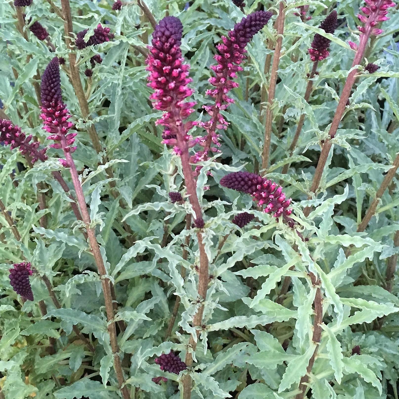 Lysimachia Beaujolais. Rantakukka.