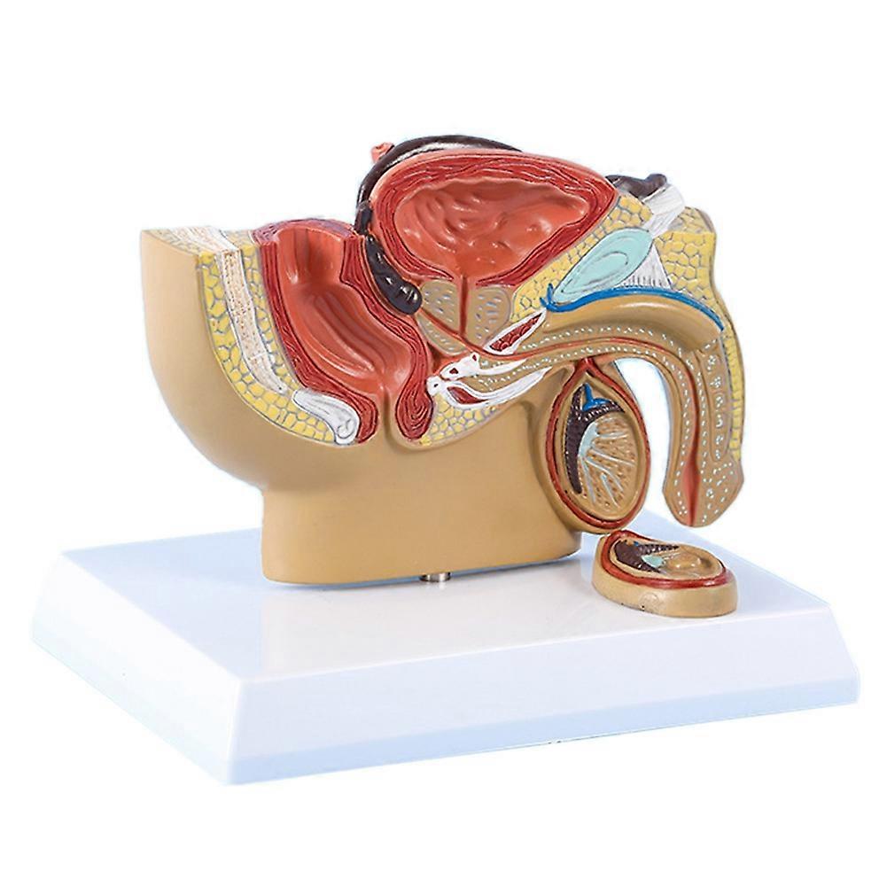 1:2 Male Pelvic Sagittal Section Testicular Prostate Bladder Rectal Urinary System