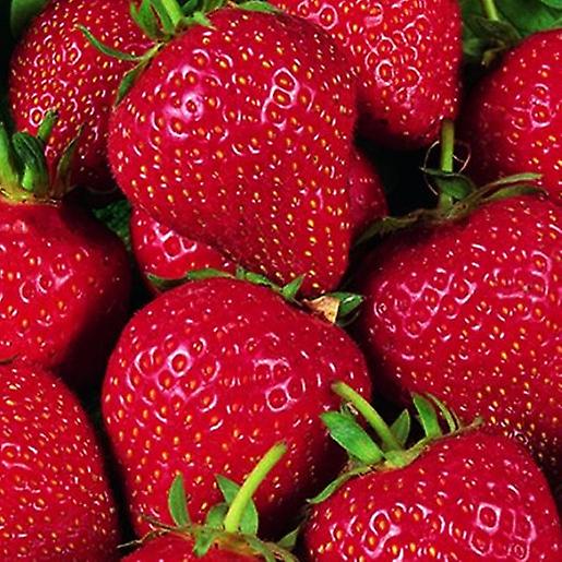 Eper Cambridge kedvenc. Népszerű.