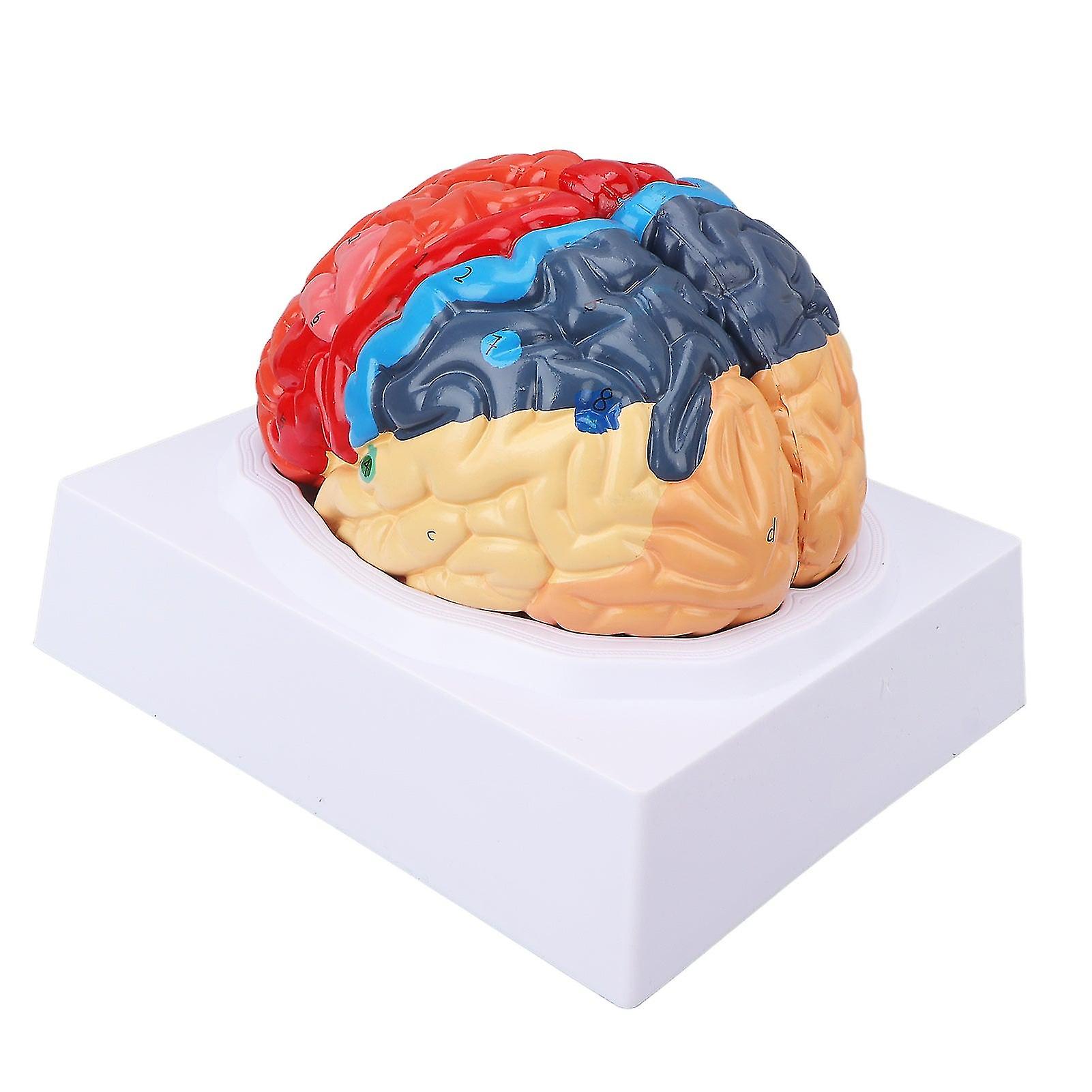 Anatomical Brain Assembled Model Pvc Human Brain Anatomical Model For Learning Display