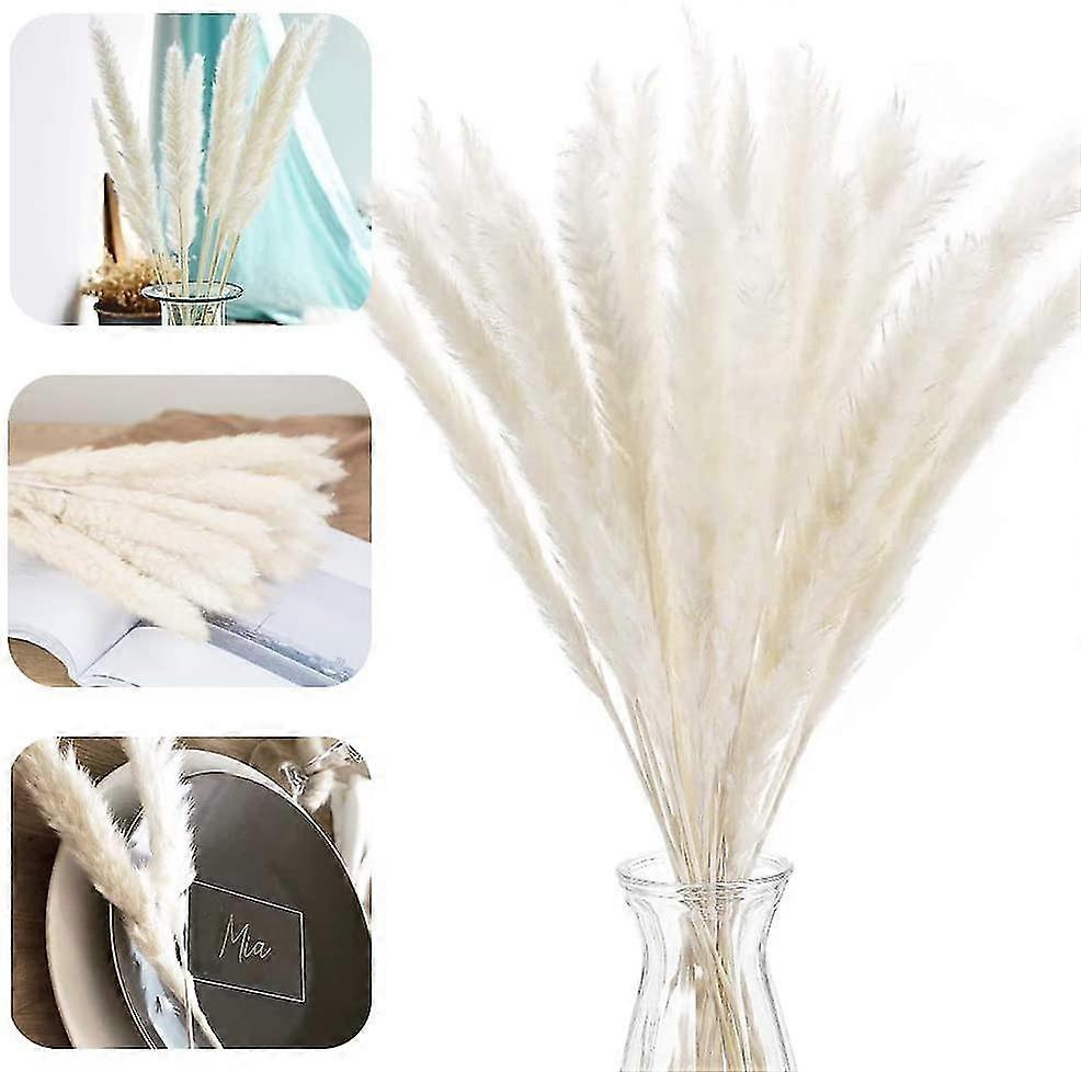 Pampas Grass, Natural Pampas Grass Dried Pampas Grass