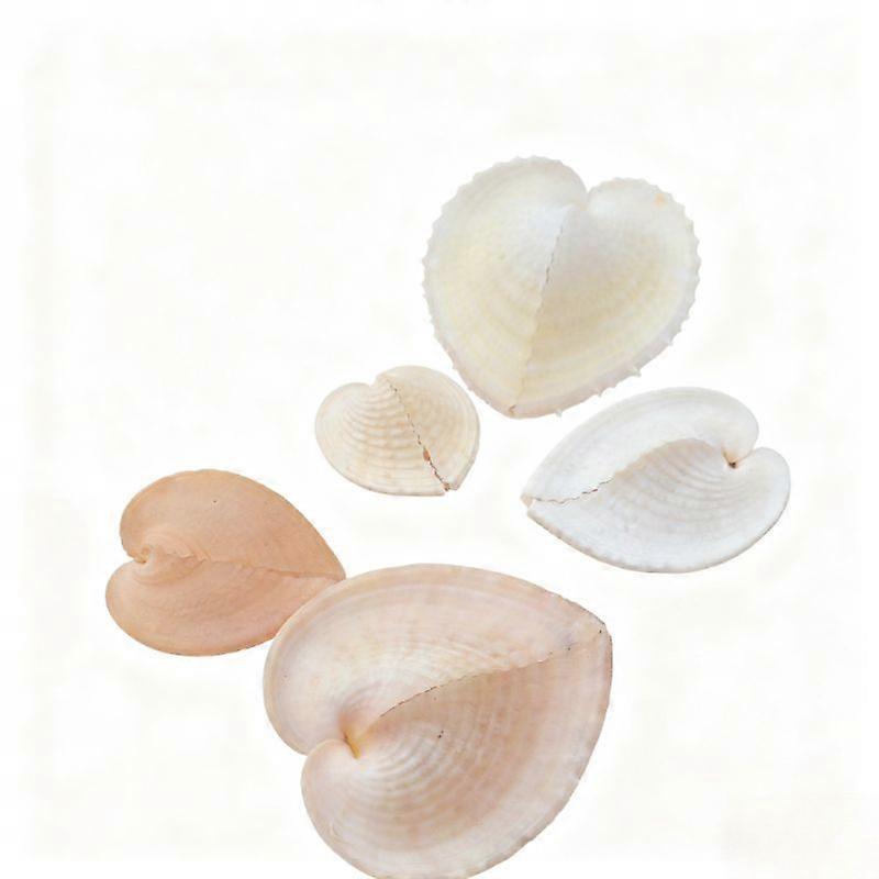 Rare Specimens True Heart Cockle Shells For Fish Tank Dcor