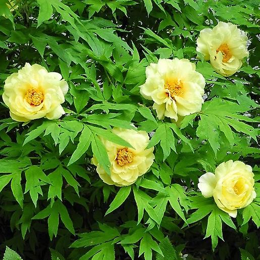 Paeony Lutea. Ludlow'S ™Tree Paeony.
