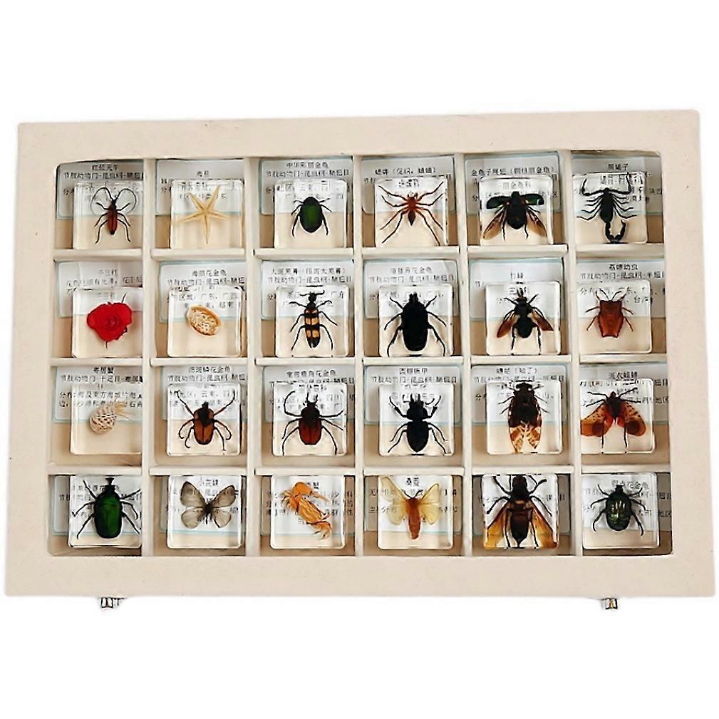 Resin Insect Specimen Box for Observation Teaching