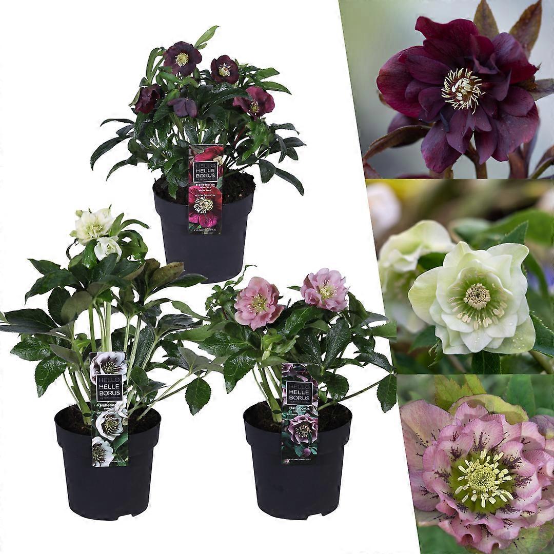 Helleborus Specials - Kerstroos - 25cm - Ø14cm