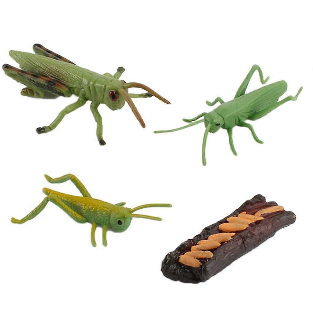 Grasshopper Snail Life Cycle Models