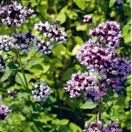 Orégano. Usado como tempero.