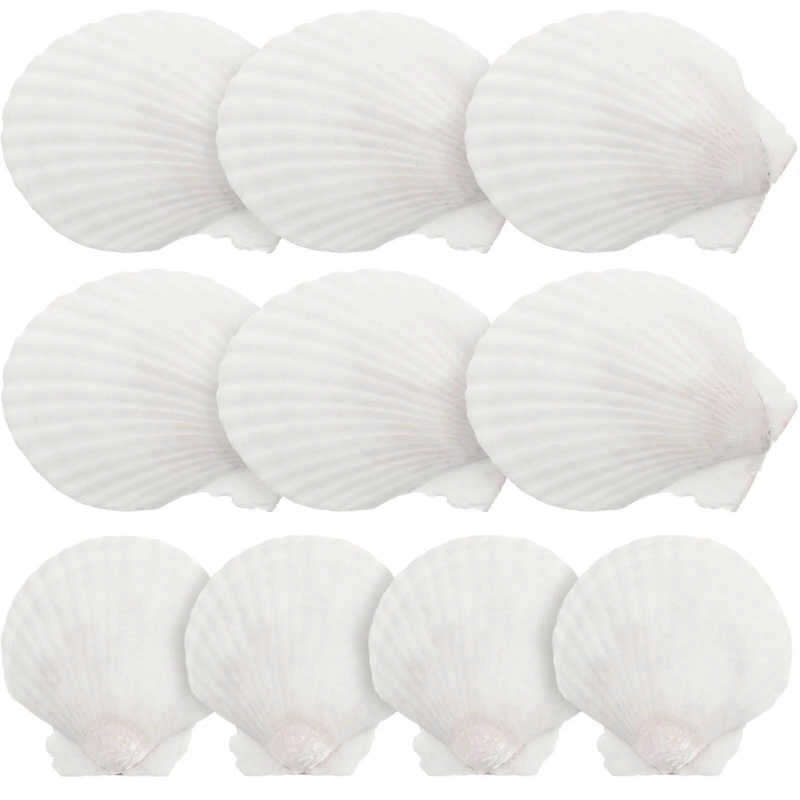 10 Pcs Natural Shell Decoration Accessories for Decorative Scallops Conch Embellishment Seashells DIY Aquarium